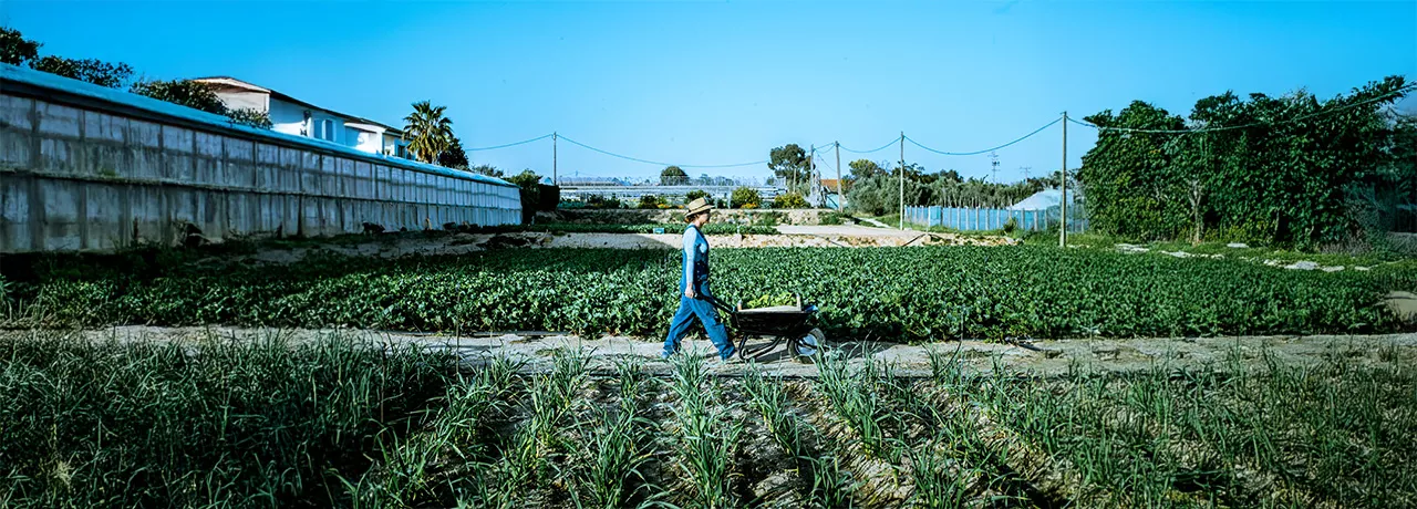 Zirai Kazanc╠ğ Nedir.jpg