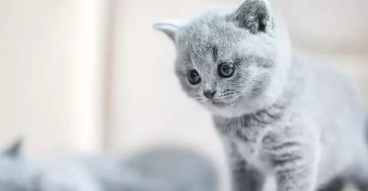 kedi