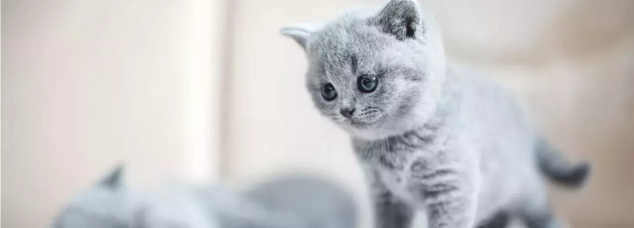 kedi