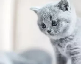 kedi