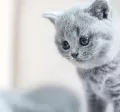 kedi